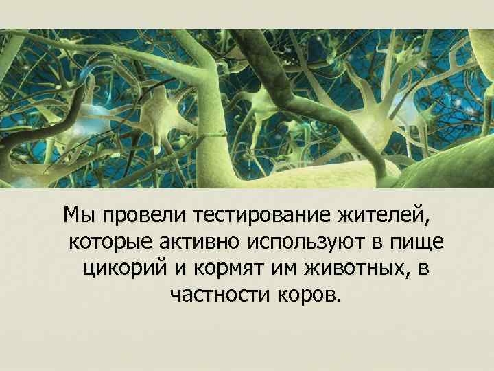 Мы провели тестирование жителей, которые активно используют в пище цикорий и кормят им животных,