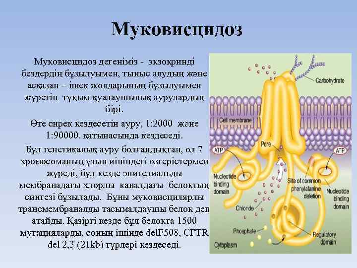 Муковисцидоз дегеніміз - экзокринді бездердің бұзылуымен, тыныс алудың және асқазан – ішек жолдарының бұзылуымен