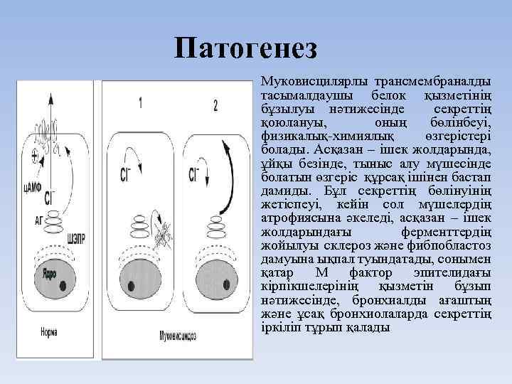 Патогенез Муковисцилярлы трансмембраналды тасымалдаушы белок қызметінің бұзылуы нәтижесінде секреттің қоюлануы, оның бөлінбеуі, физикалық-химиялық өзгерістері