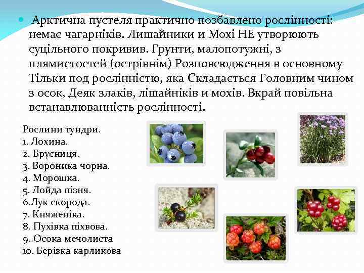  Арктична пустеля практично позбавлено рослінності: немає чагарніків. Лишайники и Мохі НЕ утворюють суцільного