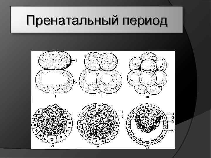  Пренатальный период 