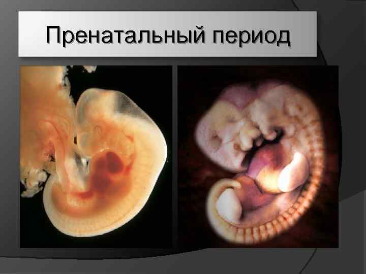 Пренатальный период 