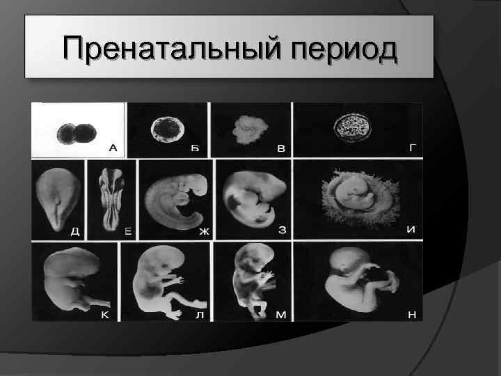 Пренатальный период 