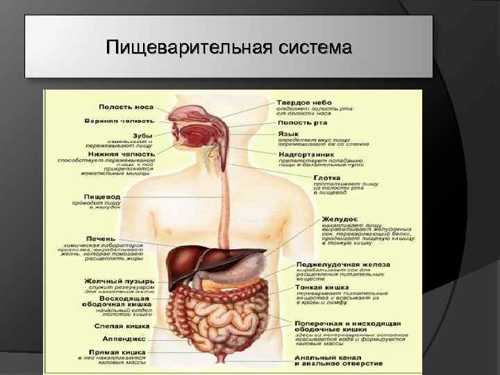 Пищеварительная система 
