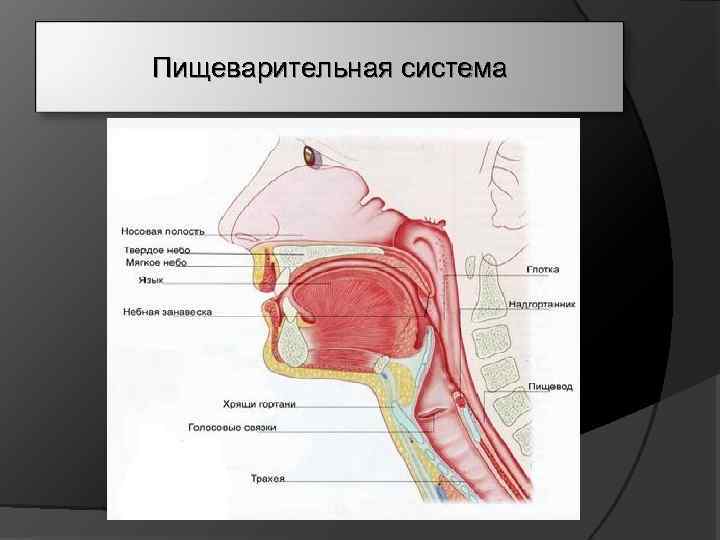 Пищеварительная система 