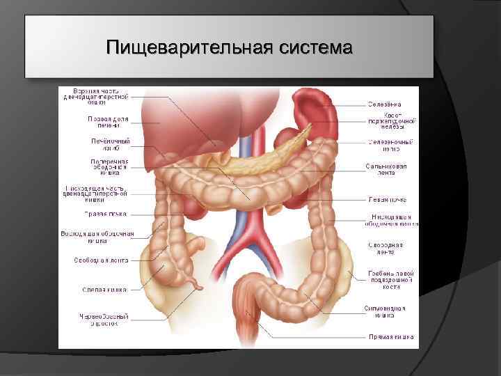 Пищеварительная система 