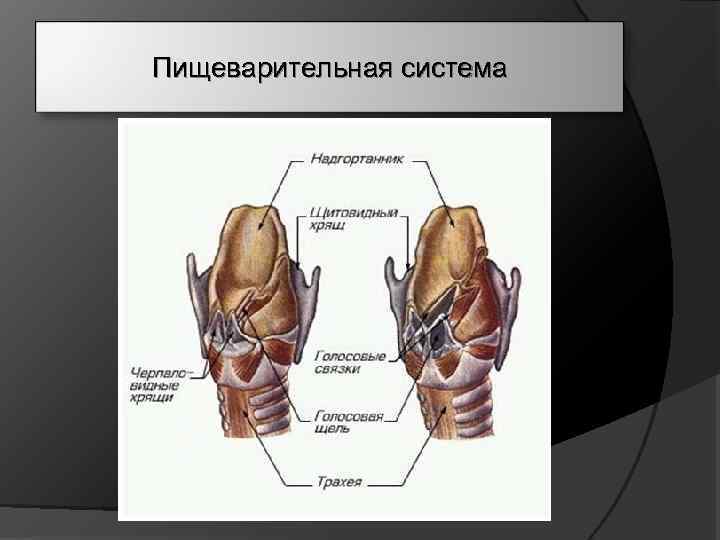 Пищеварительная система 