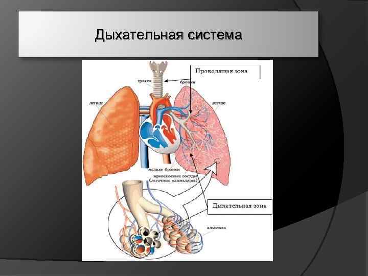 Дыхательная система 