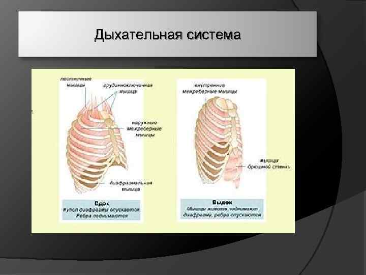 Дыхательная система 