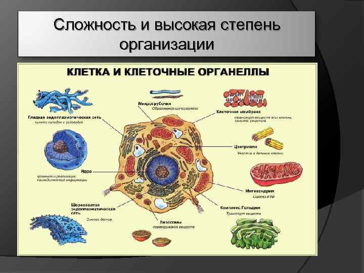 Сложность и высокая степень организации 