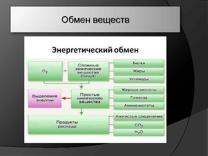 Обмен веществ 