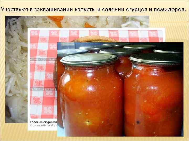 Участвуют в заквашивании капусты и солении огурцов и помидоров. 