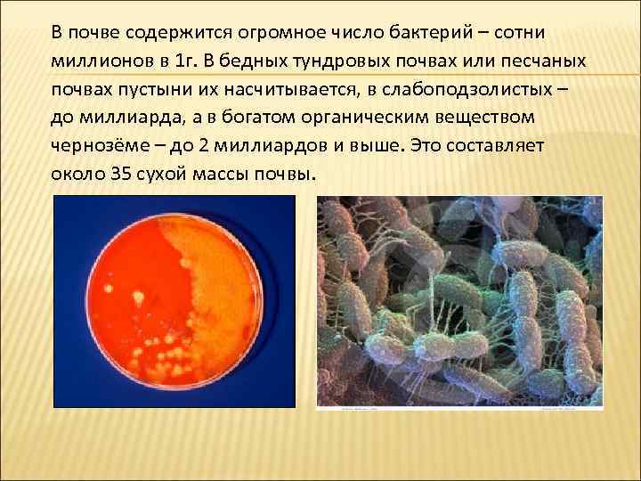 В почве содержится огромное число бактерий – сотни миллионов в 1 г. В бедных