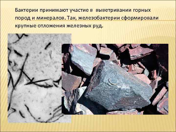 Бактерии принимают участие в выветривании горных пород и минералов. Так, железобактерии сформировали крупные отложения