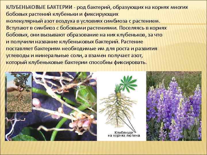 КЛУБЕНЬКОВЫЕ БАКТЕРИИ - род бактерий, образующих на корнях многих бобовых растений клубеньки и фиксирующих