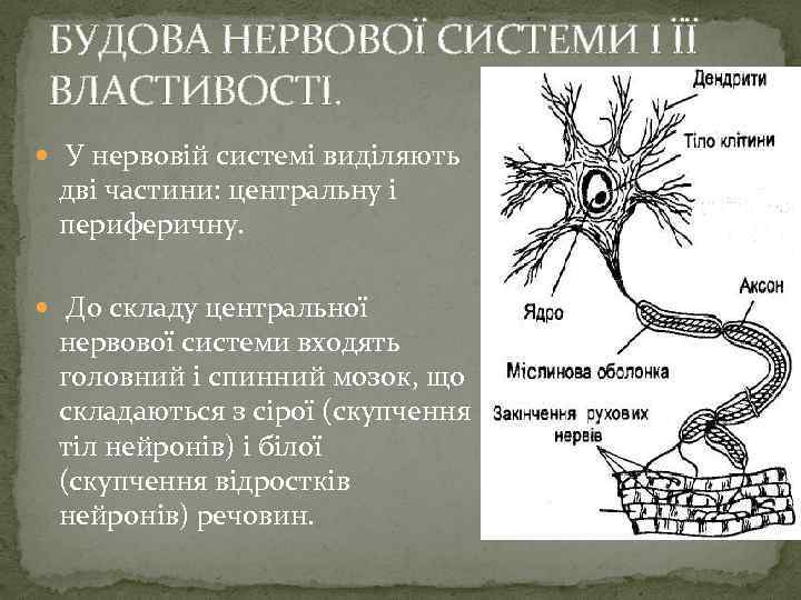 БУДОВА НЕРВОВОЇ СИСТЕМИ І ЇЇ ВЛАСТИВОСТІ. У нервовій системі виділяють дві частини: центральну і