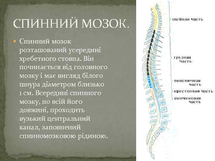 СПИННИЙ МОЗОК. Спинний мозок розташований усередині хребетного стовпа. Він починається від головного мозку і