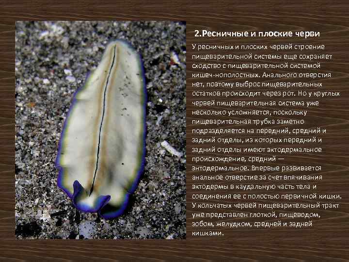 2. Ресничные и плоские черви У ресничных и плоских червей строение пищеварительной системы еще