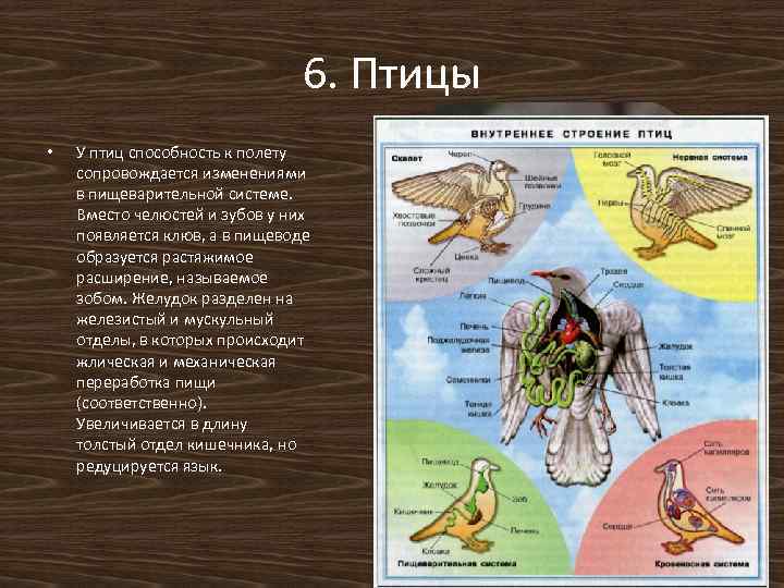 Составьте схему поступления и перемещения пищи по пищеварительному тракту птицы