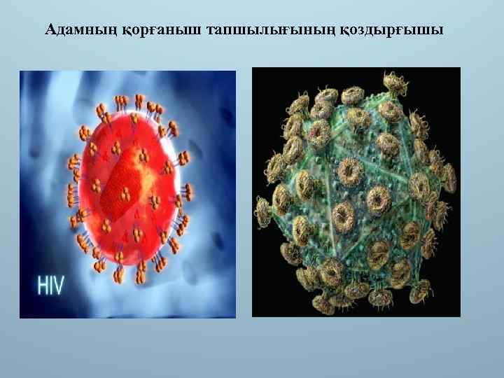 Адамның қорғаныш тапшылығының қоздырғышы 