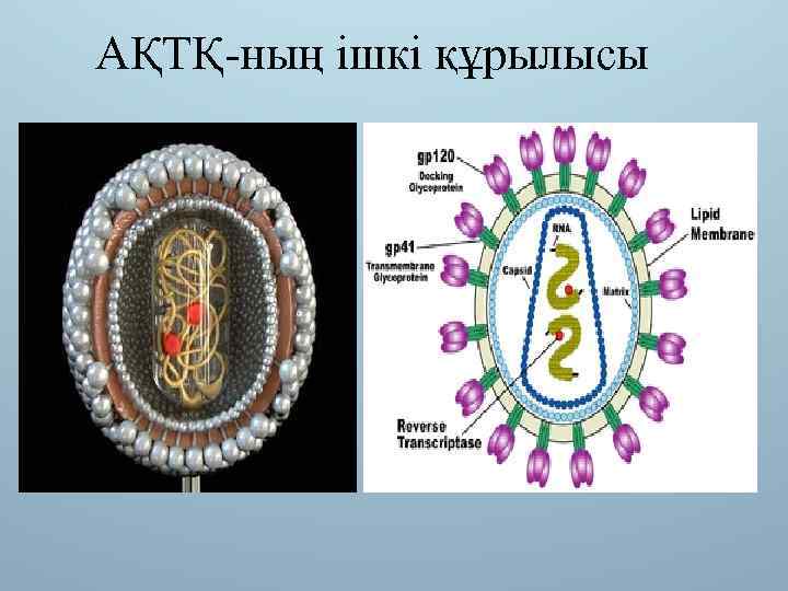 АҚТҚ-ның ішкі құрылысы 