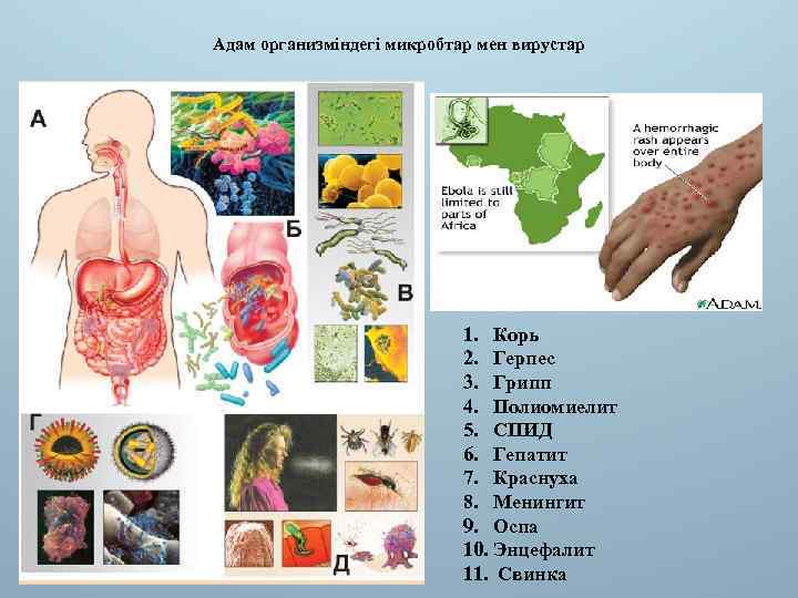 Адам организміндегі микробтар мен вирустар 1. Корь 2. Герпес 3. Грипп 4. Полиомиелит 5.