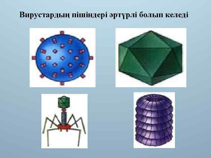 Вирустардың пішіндері әртүрлі болып келеді 