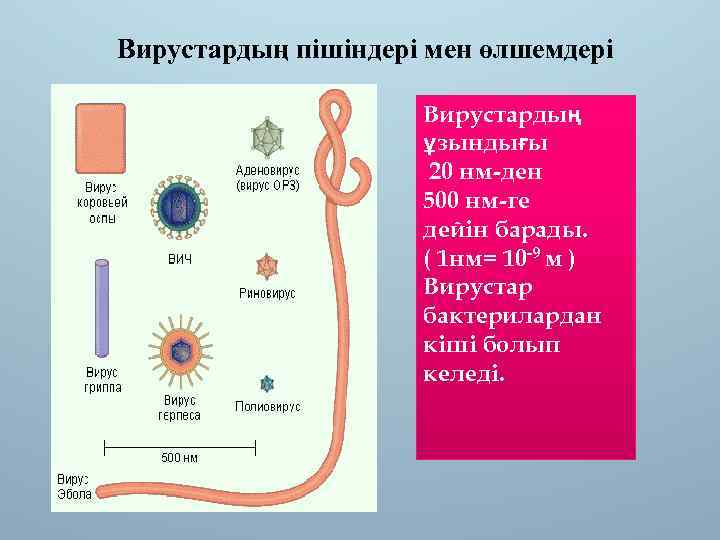 Вирустардың пішіндері мен өлшемдері Вирустардың ұзындығы 20 нм-ден 500 нм-ге дейін барады. ( 1