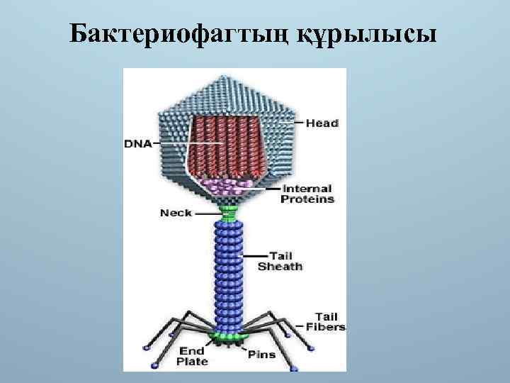 Бактериофагтың құрылысы 