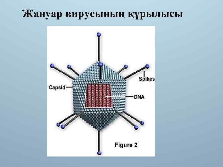 Жануар вирусының құрылысы 