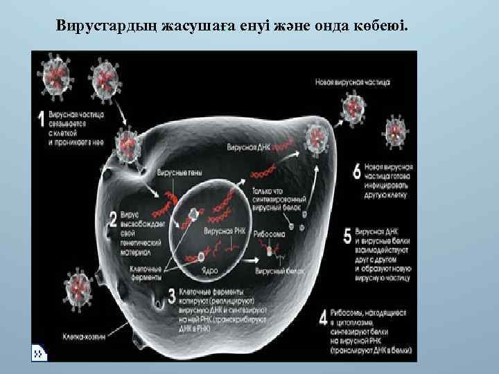 Вирустардың жасушаға енуі және онда көбеюі. 