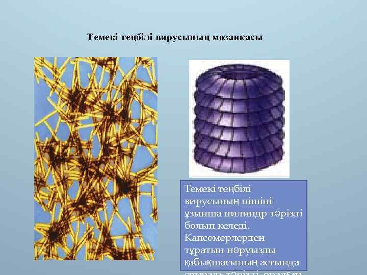 Темекі теңбілі вирусының мозаикасы Темекі теңбілі вирусының пішініұзынша цилиндр тәрізді болып келеді. Капсомерлерден тұратын