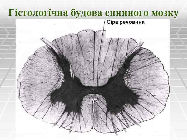 Гістологічна будова спинного мозку 
