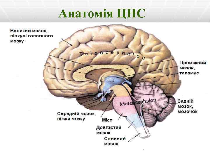 Анатомія ЦНС 