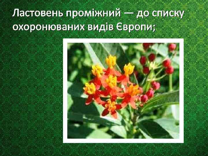 Ластовень проміжний — до списку охоронюваних видів Європи; 