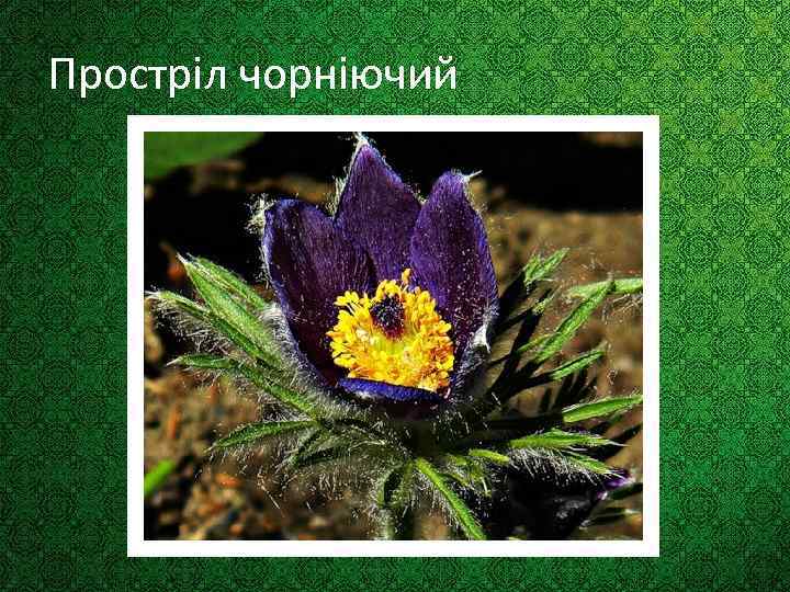 Простріл чорніючий 