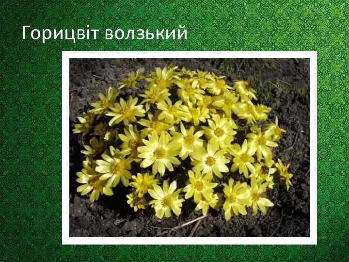 Горицвіт волзький 