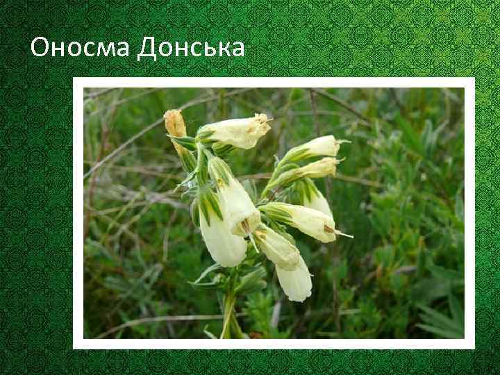 Оносма Донська 