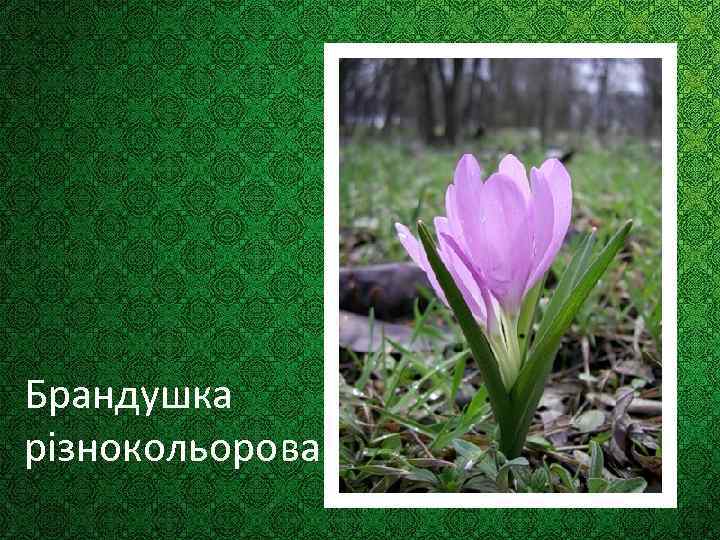 Брандушка різнокольорова 