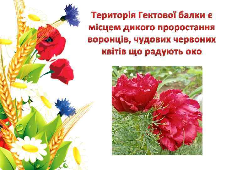 Територія Гектової балки є місцем дикого проростання воронців, чудових червоних квітів що радують око