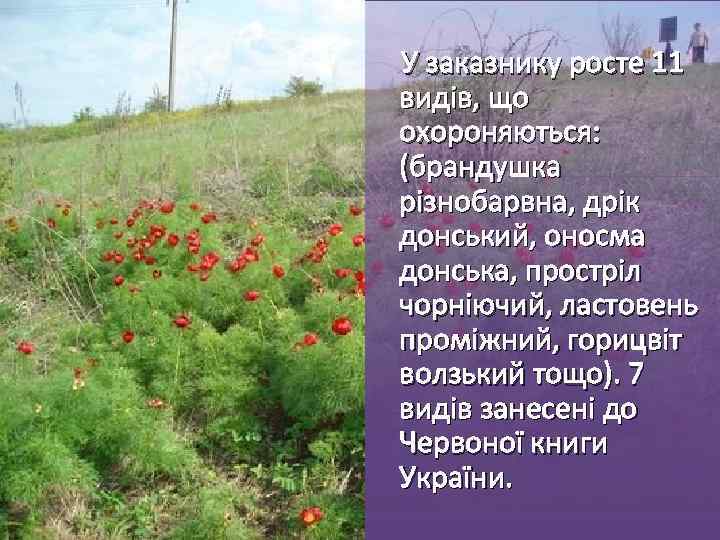  У заказнику росте 11 видів, що охороняються: (брандушка різнобарвна, дрік донський, оносма донська,