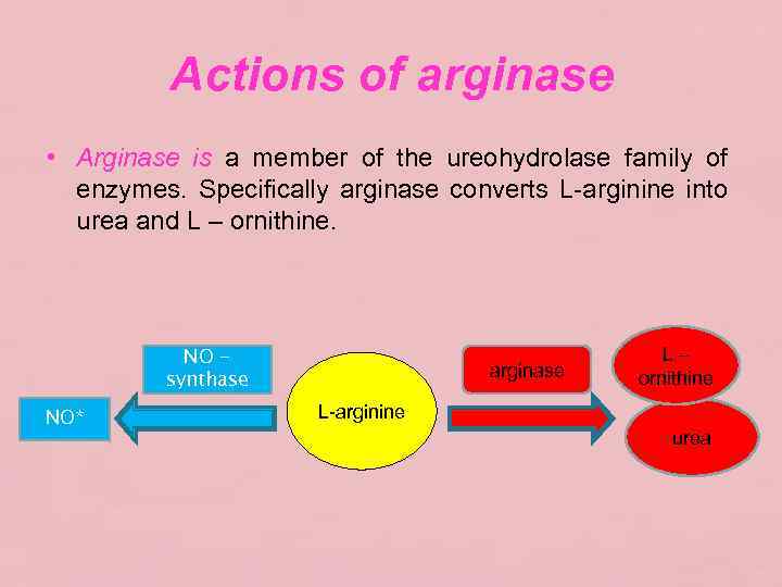 Actions of arginase • Arginase is a member of the ureohydrolase family of enzymes.
