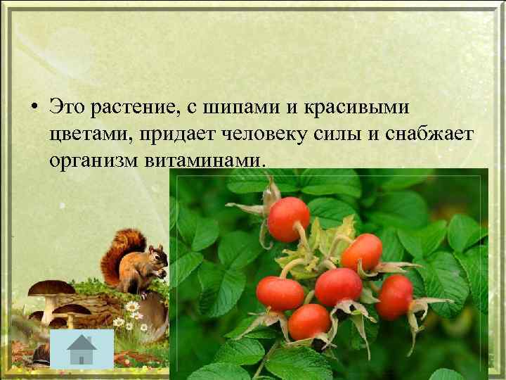  • Это растение, с шипами и красивыми цветами, придает человеку силы и снабжает