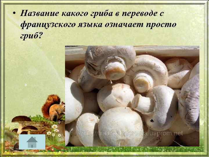  • Название какого гриба в переводе с французского языка означает просто гриб? 