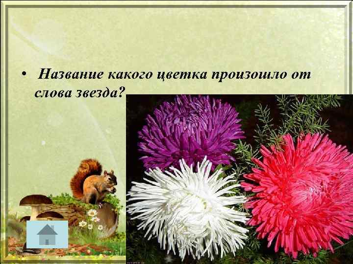  • Название какого цветка произошло от слова звезда? 