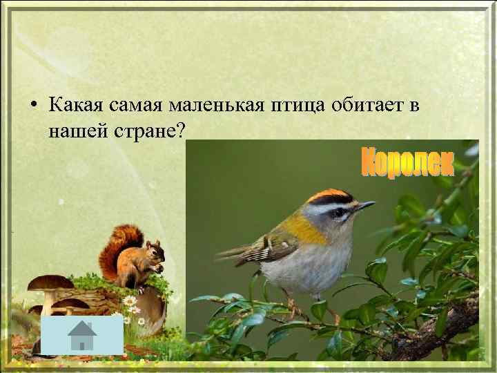  • Какая самая маленькая птица обитает в нашей стране? 