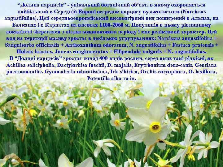 “Долина нарцисiв” - унiкальний ботанiчний об’єкт, в якому охороняється найбiльший в Середнiй Европi осередок