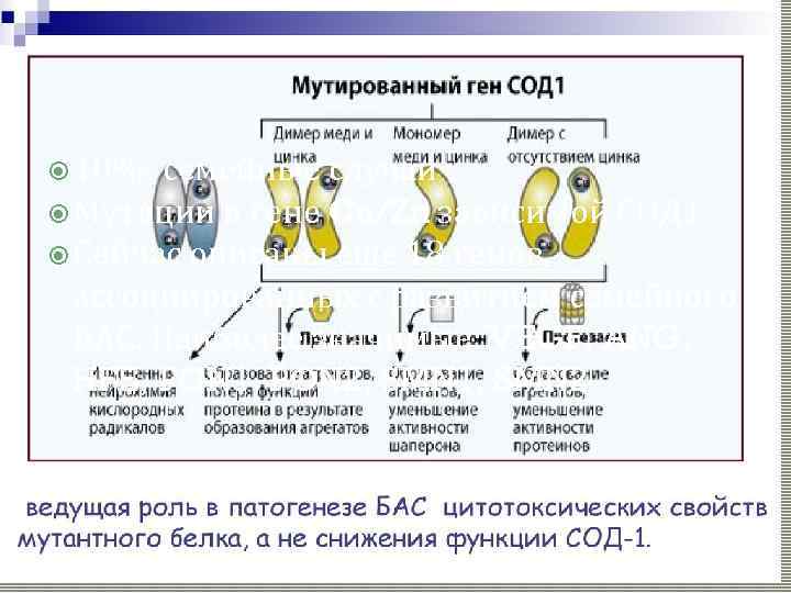 Генетика 10%- семейные случаи Мутации в гене Cu/Zn зависимой СОД 1 Сейчас описаны еще