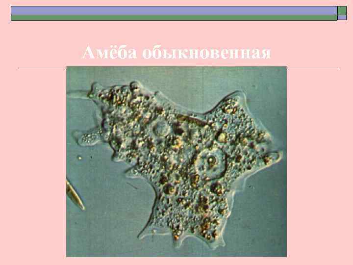 Амёба обыкновенная 
