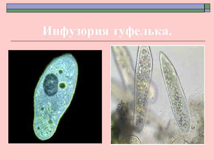 Инфузория туфелька. 
